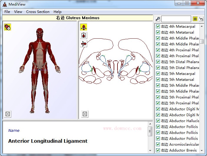 MediView中文版(3D人体骨骼解刨)下载v1.1 绿色汉化版
