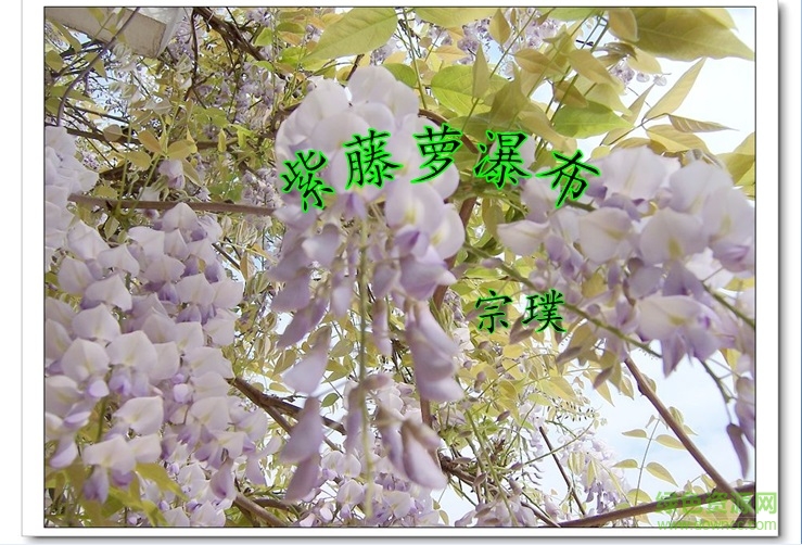 紫藤萝瀑布ppt特等奖课件下载