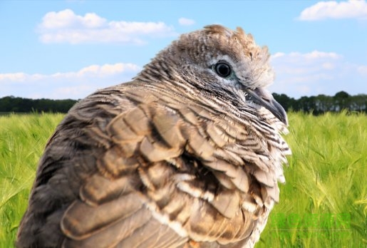 ps黑作坊抠图插件 ps黑作坊插件