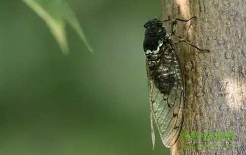 知了的叫声下载免费版