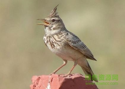 百灵十三口压口叫声mp3下载免费版