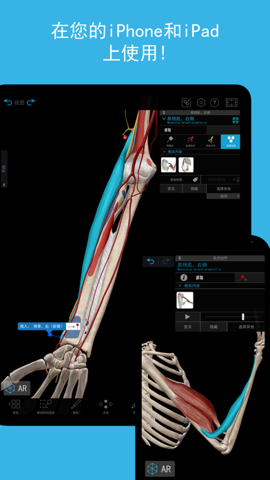 肌肉与运动机能学