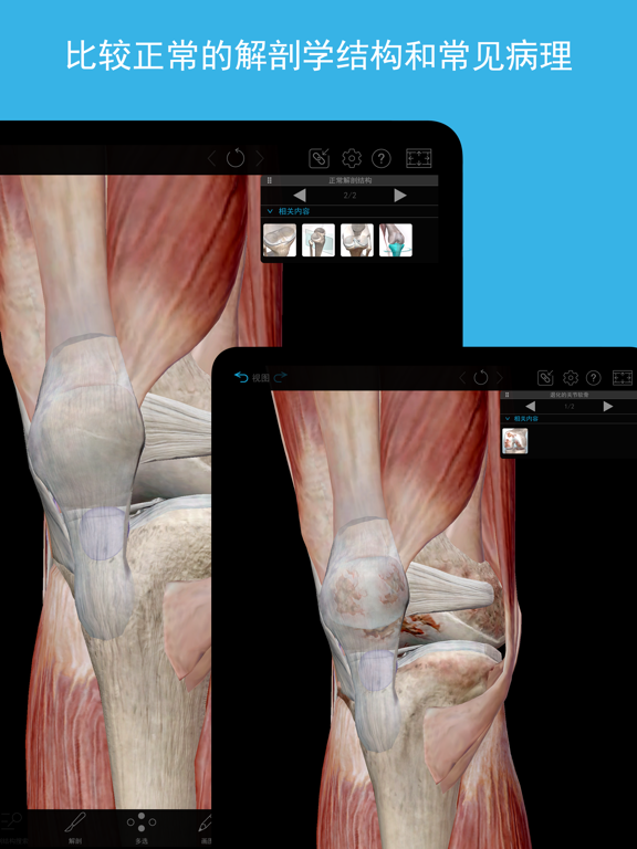 肌肉与运动机能学