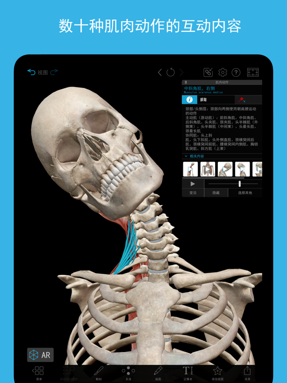 肌肉与运动机能学