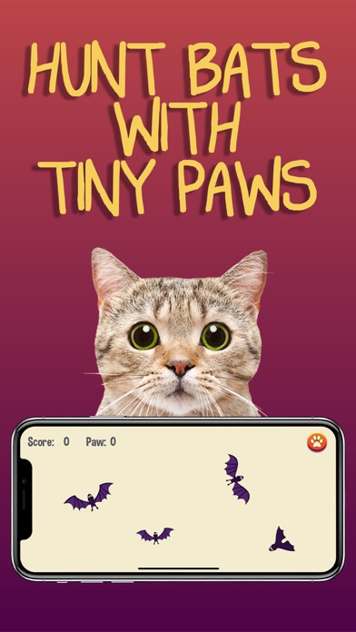 猫游戏
