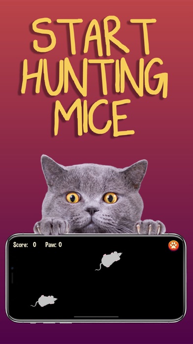 猫游戏