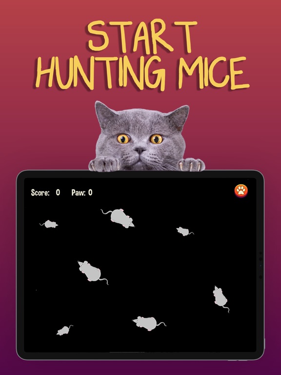 猫游戏