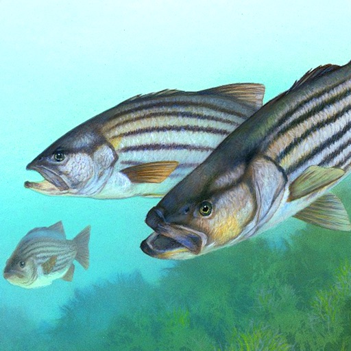 钓鱼狂热_钓鱼应用程序