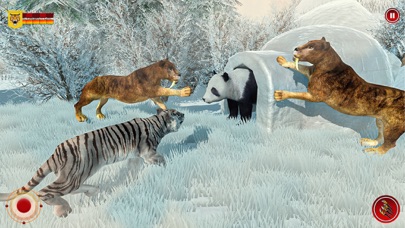 野生雪老虎野生动物园动物