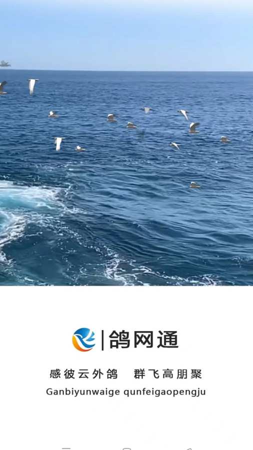 鸽网通