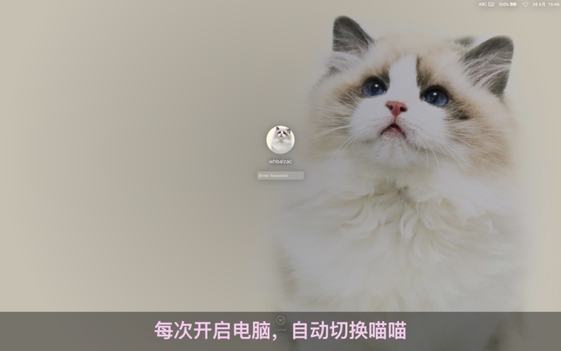 喵喵壁纸Catpaper